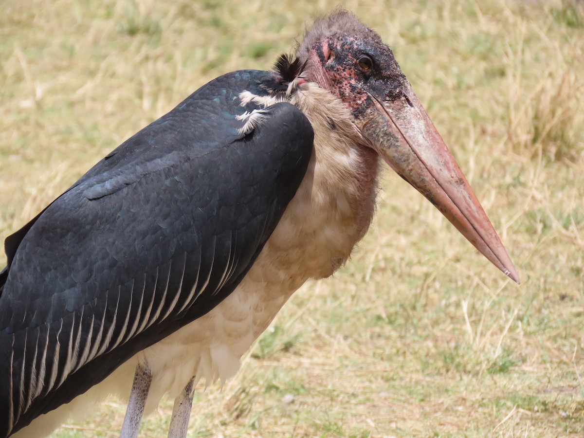 Marabu afrikarra - ML647838650