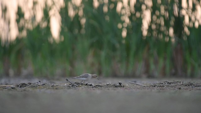 Желтозобик - ML647838652