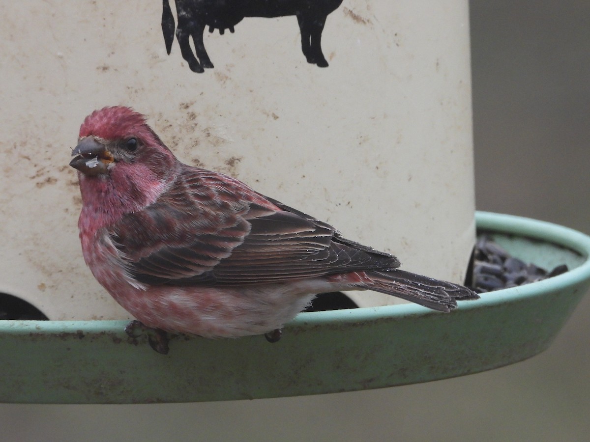 Purple Finch - ML647838656