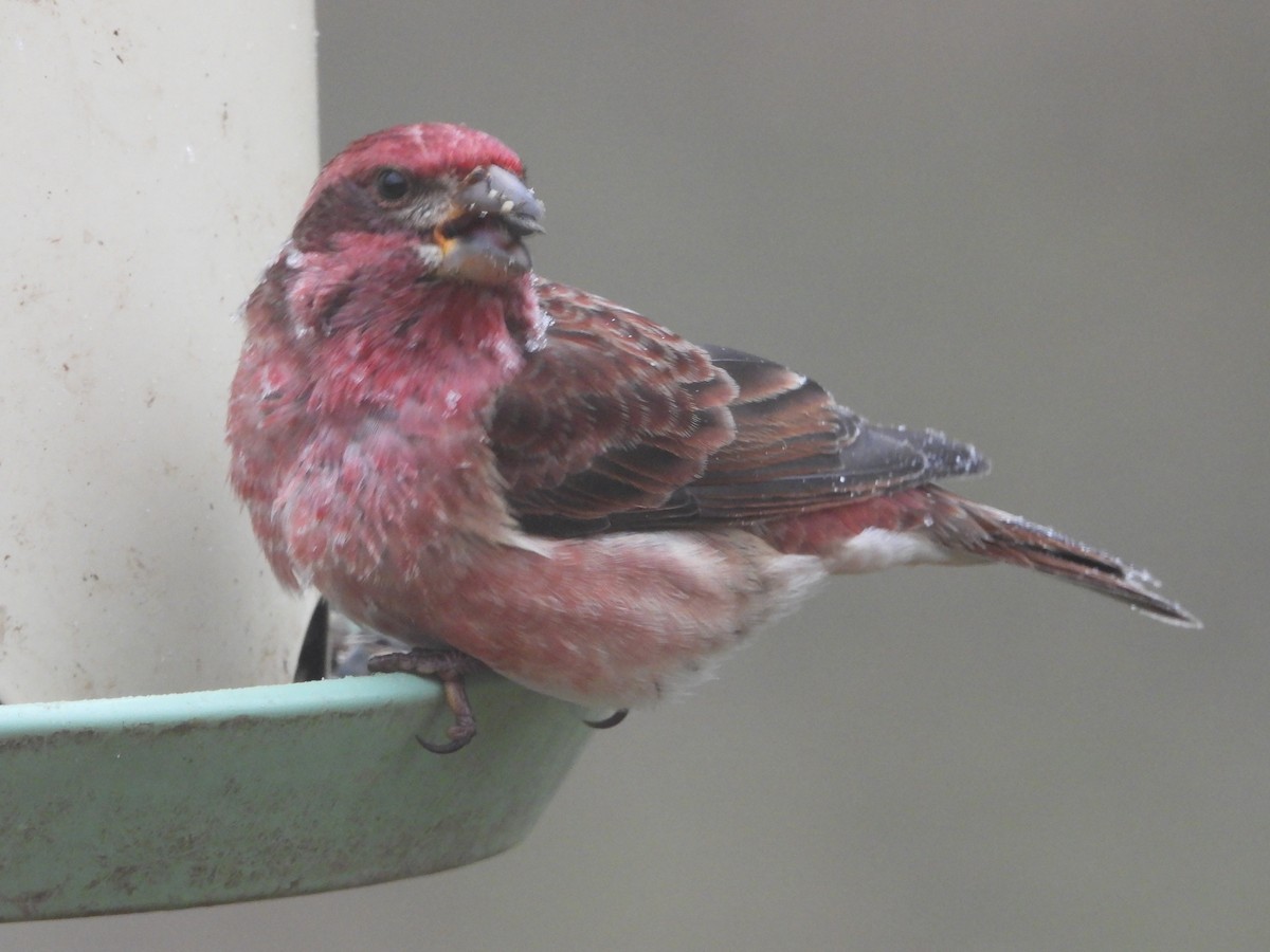 Purple Finch - ML647838658