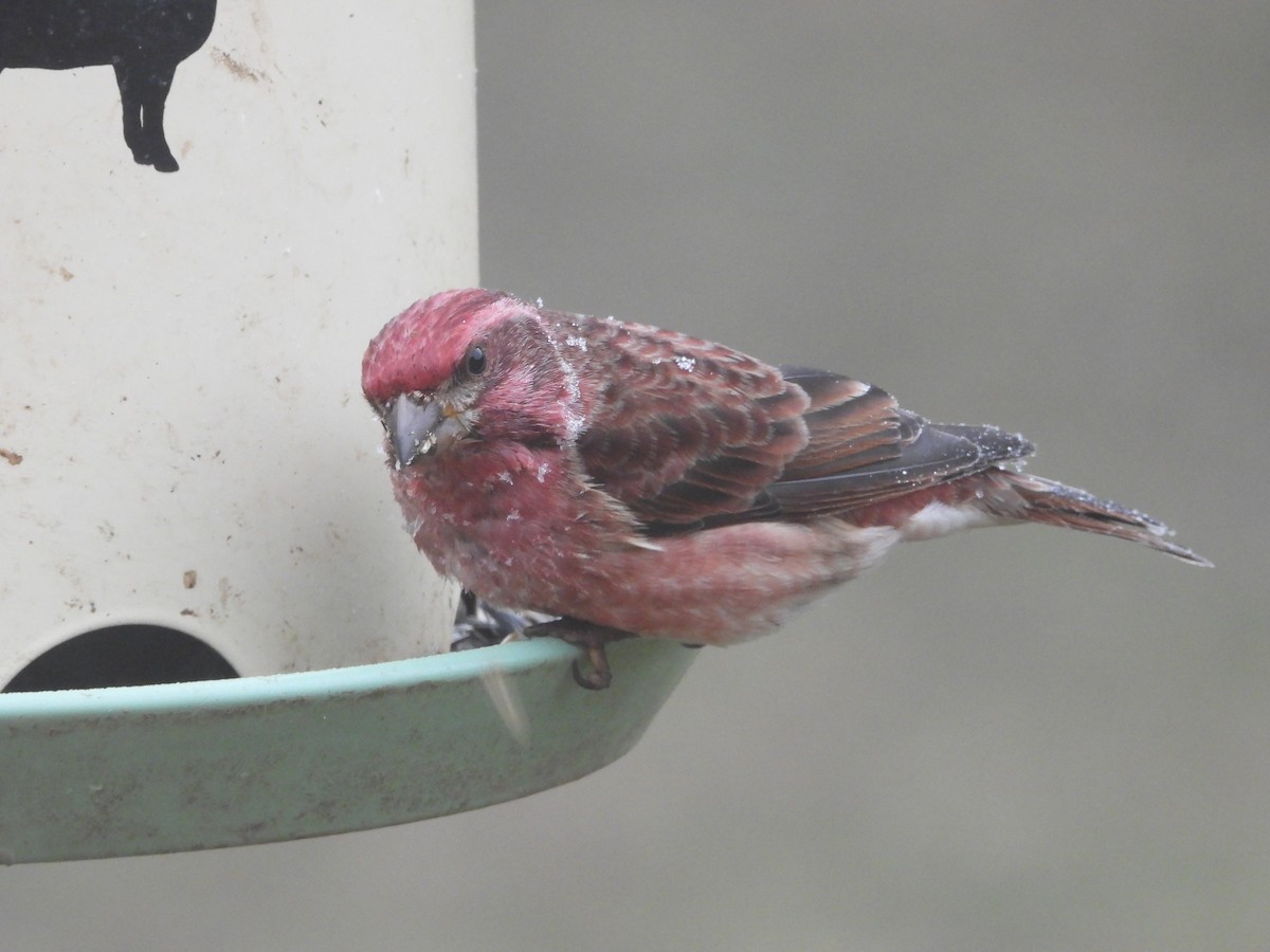 Purple Finch - ML647838659