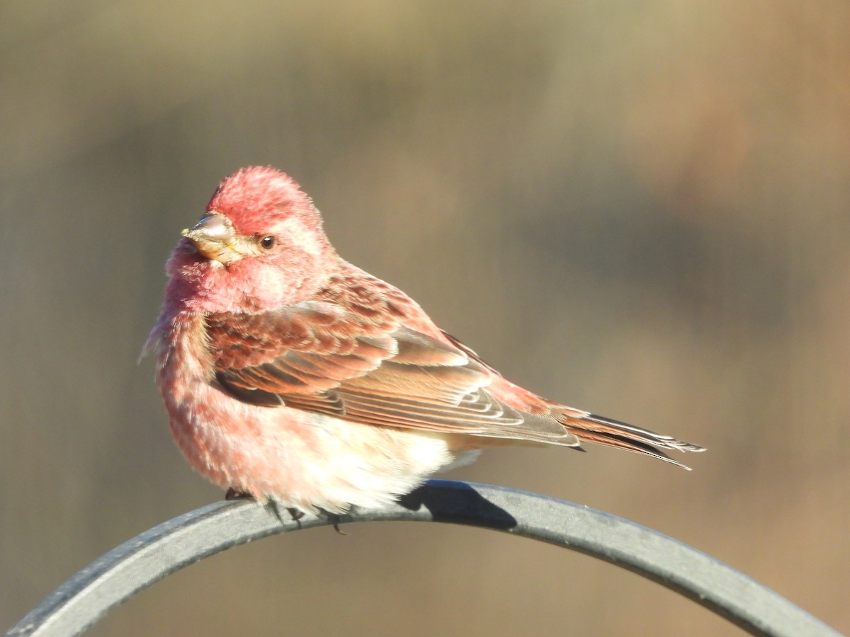 Purple Finch - ML647838660