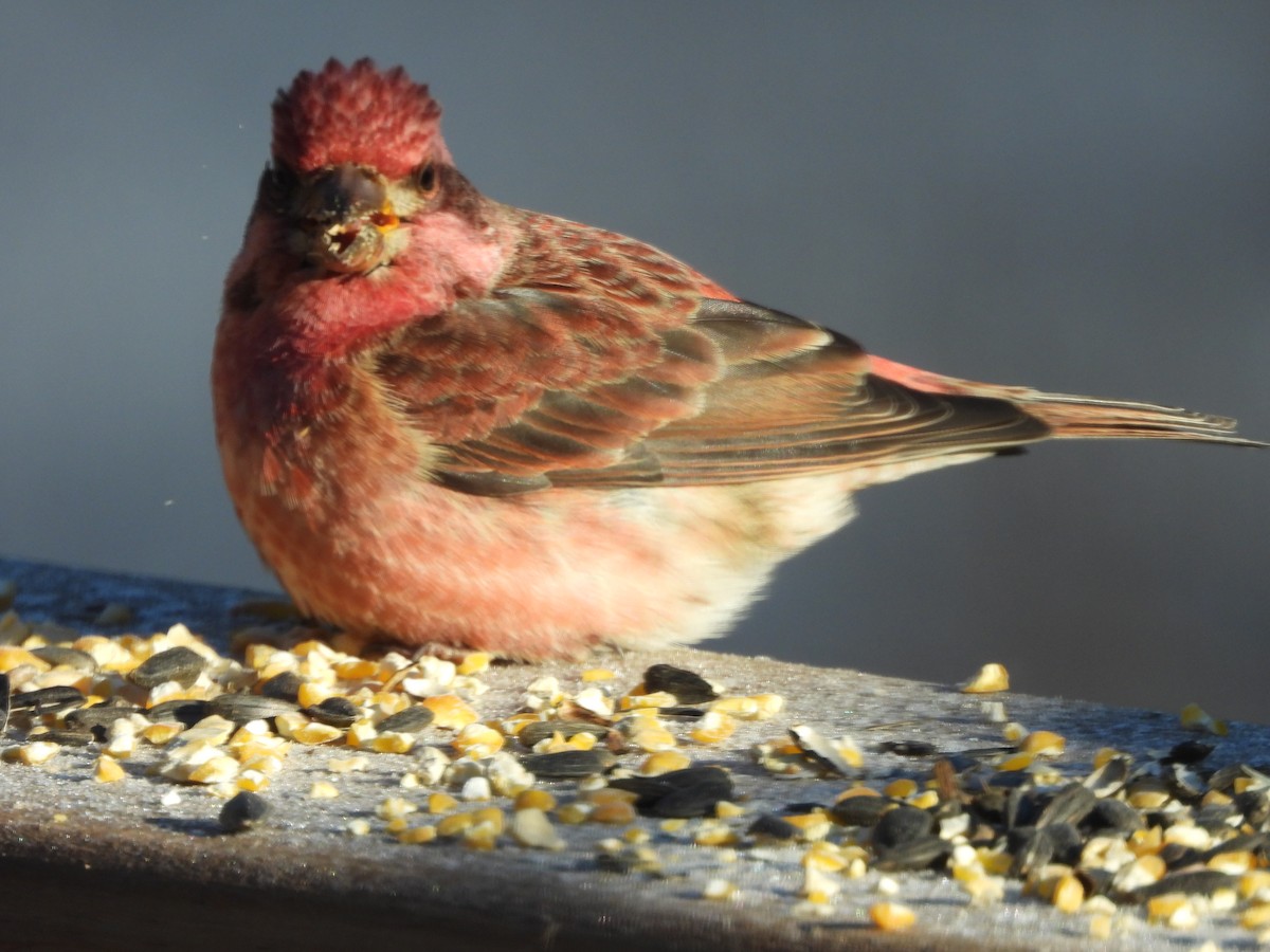 Purple Finch - ML647838661