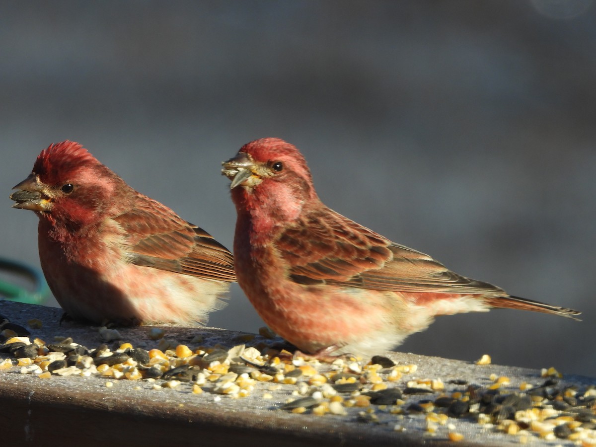 Purple Finch - ML647838662