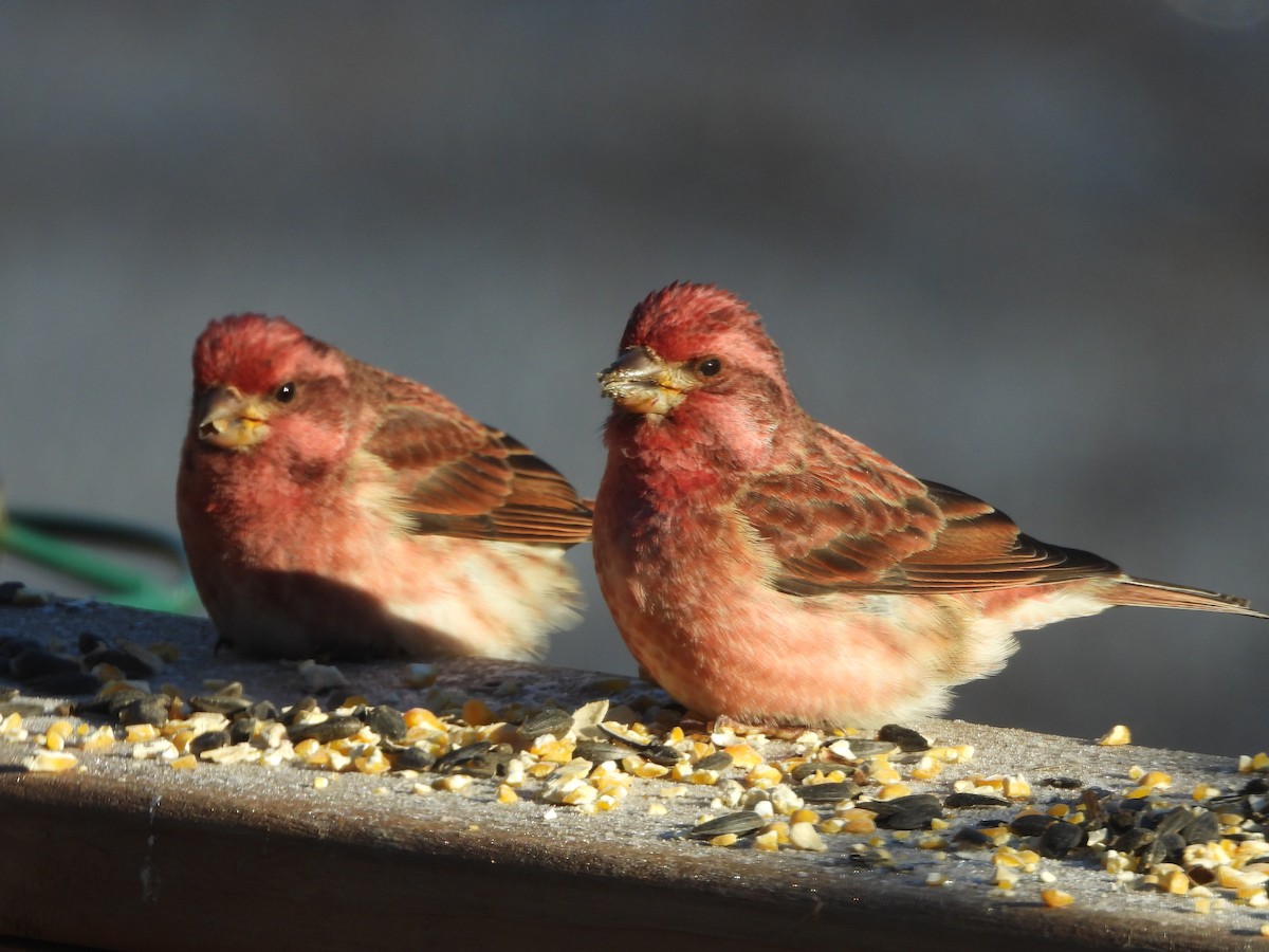 Purple Finch - ML647838663