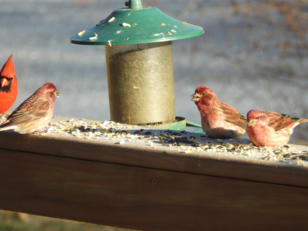 Purple Finch - ML647838664