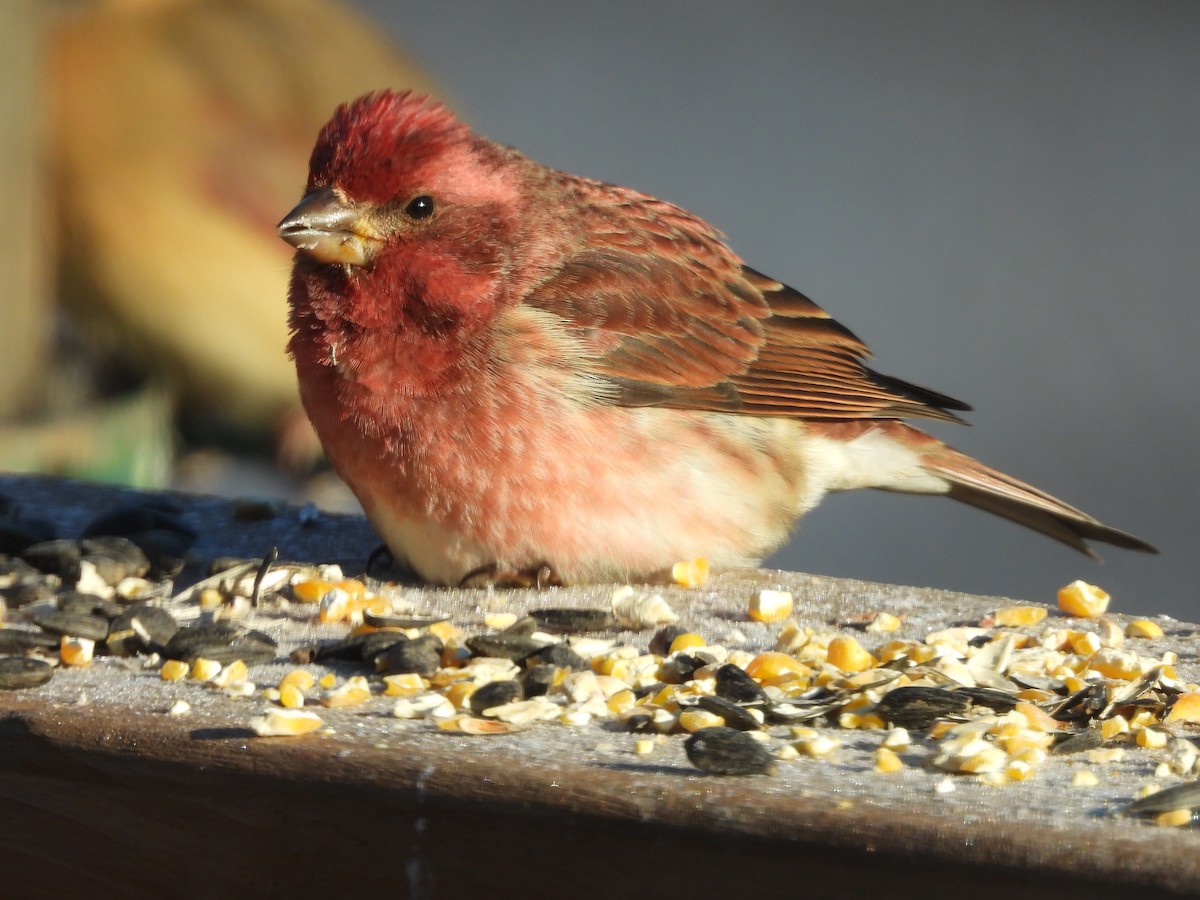 Purple Finch - ML647838665
