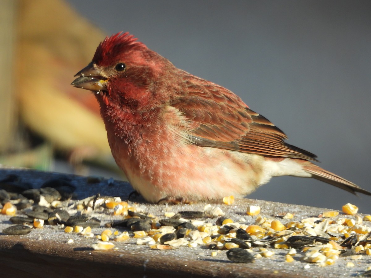 Purple Finch - ML647838666