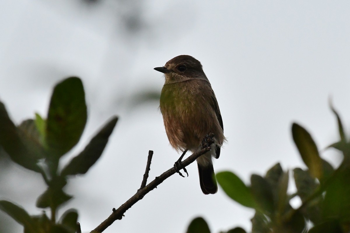 דוחל שחור - ML647838668