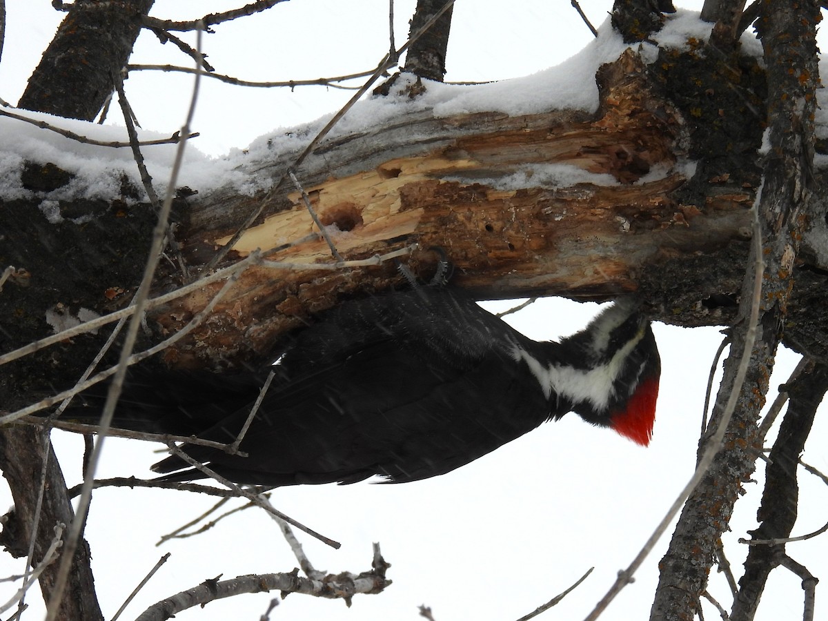 Pileated Woodpecker - ML647838671