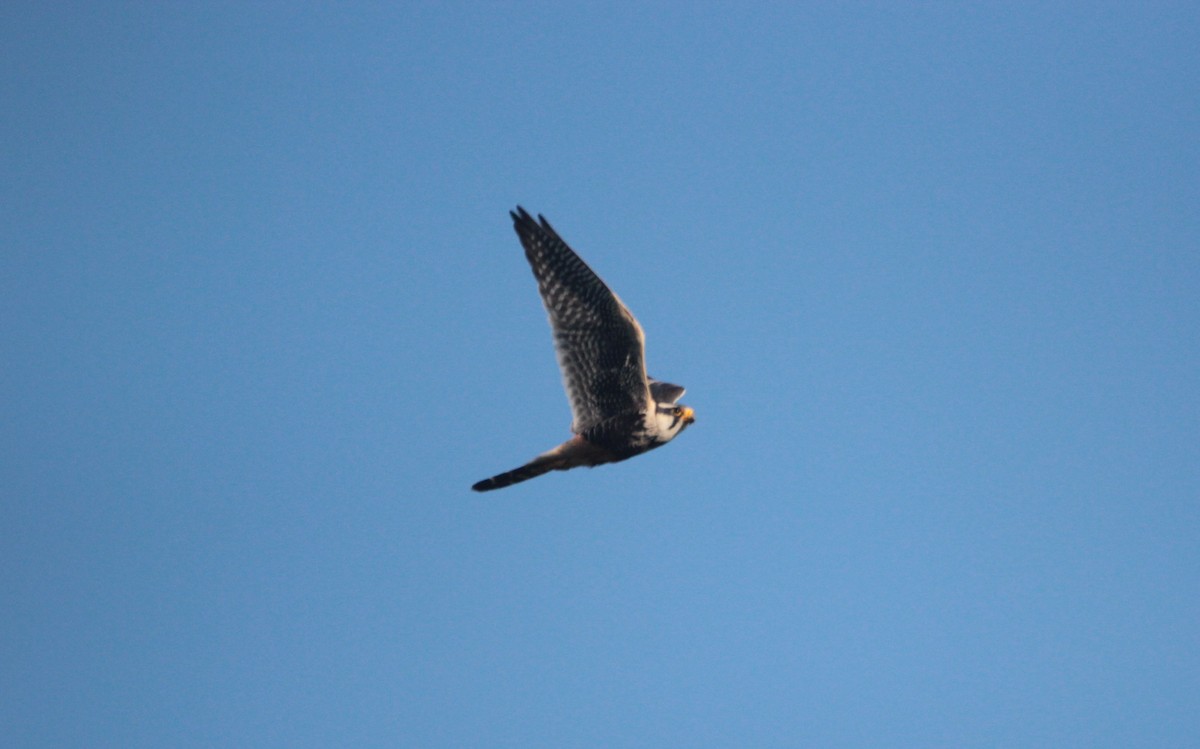 Belatz galtzaduna - ML647838672