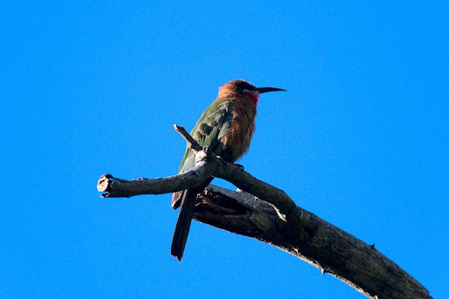 White-fronted Bee-eater - ML647838673