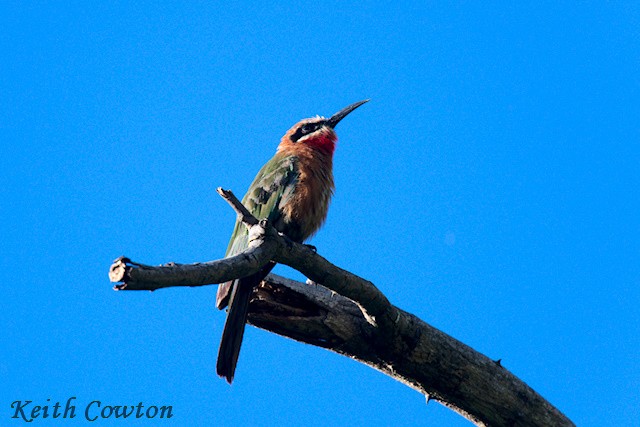 White-fronted Bee-eater - ML647838674