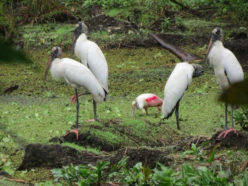 Tantalo amerikarra - ML647838675