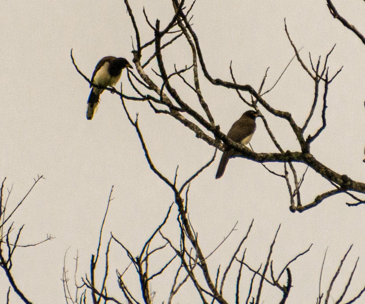 Brown Jay - ML647838677