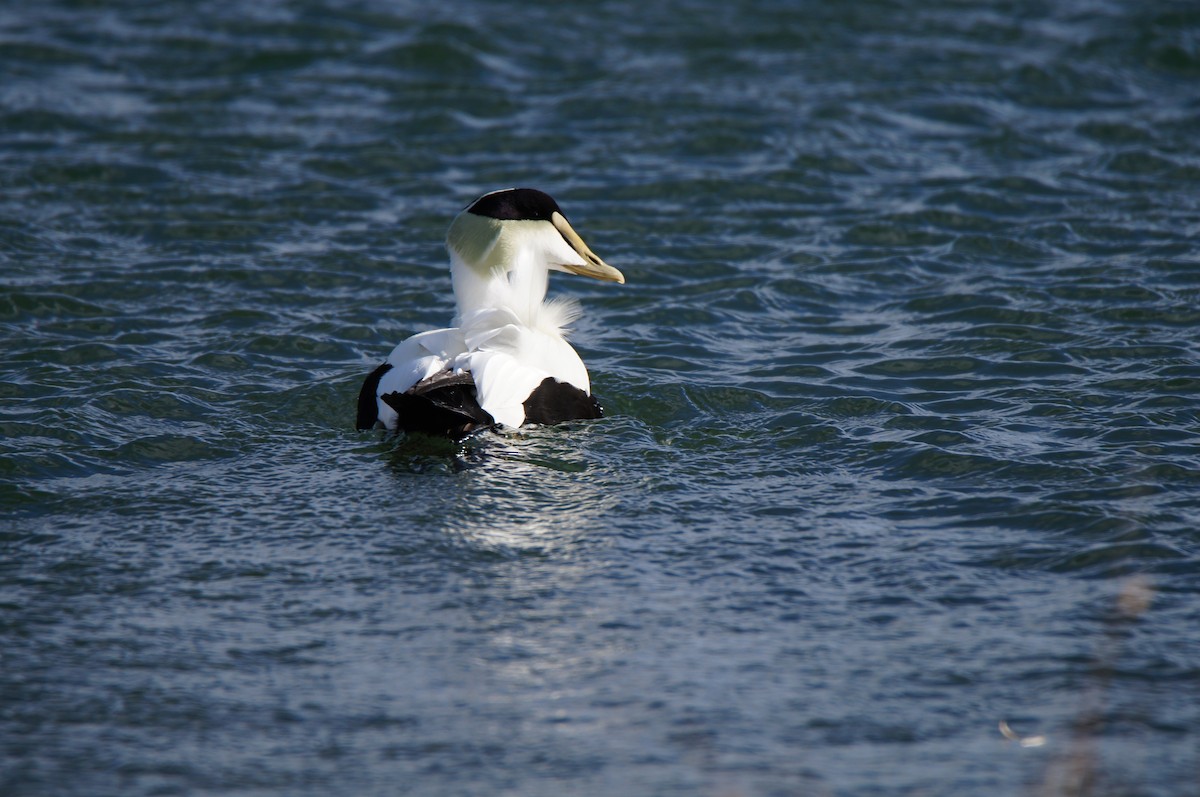 Eider arrunta (dresseri) - ML647838678