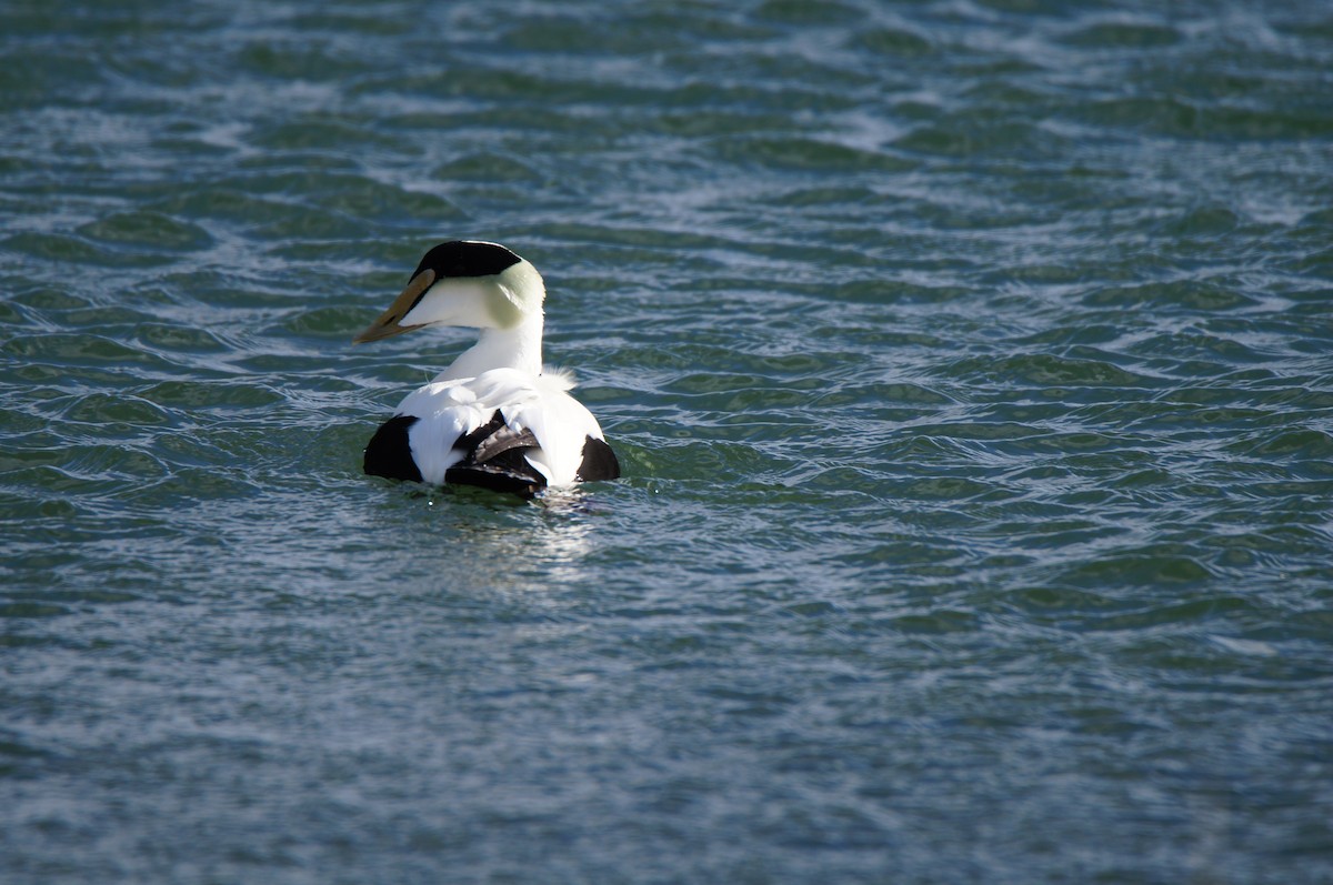 Eider arrunta (dresseri) - ML647838679