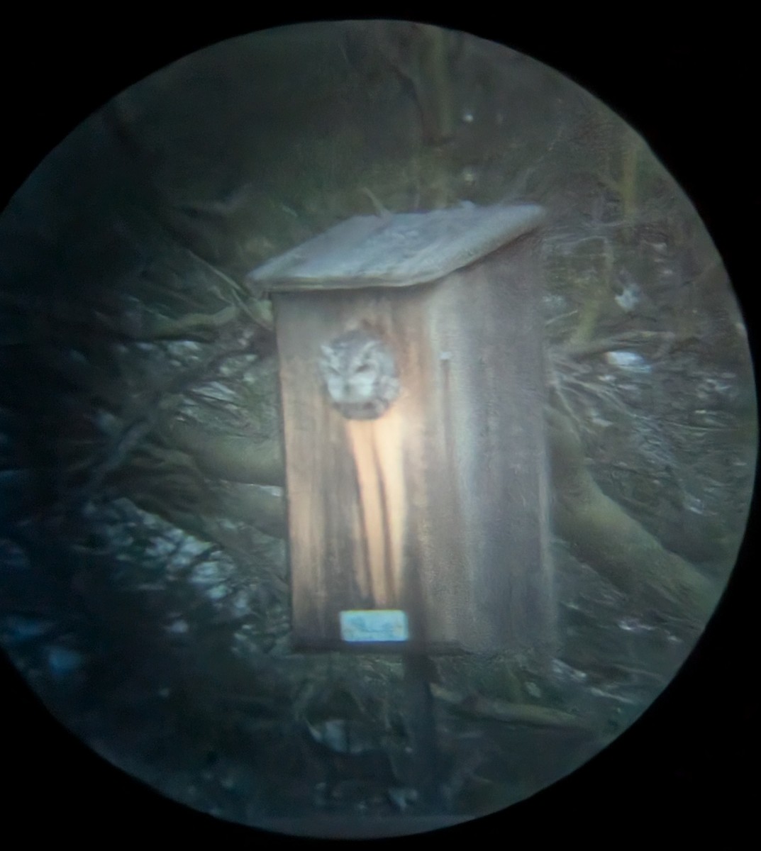 Western Screech-Owl - ML647838680