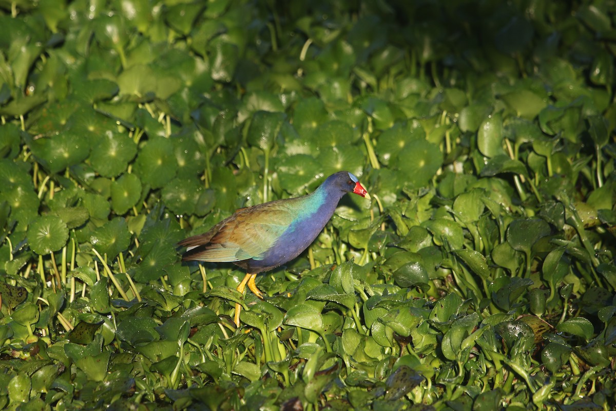 Uroilo urdin amerikarra - ML647838683