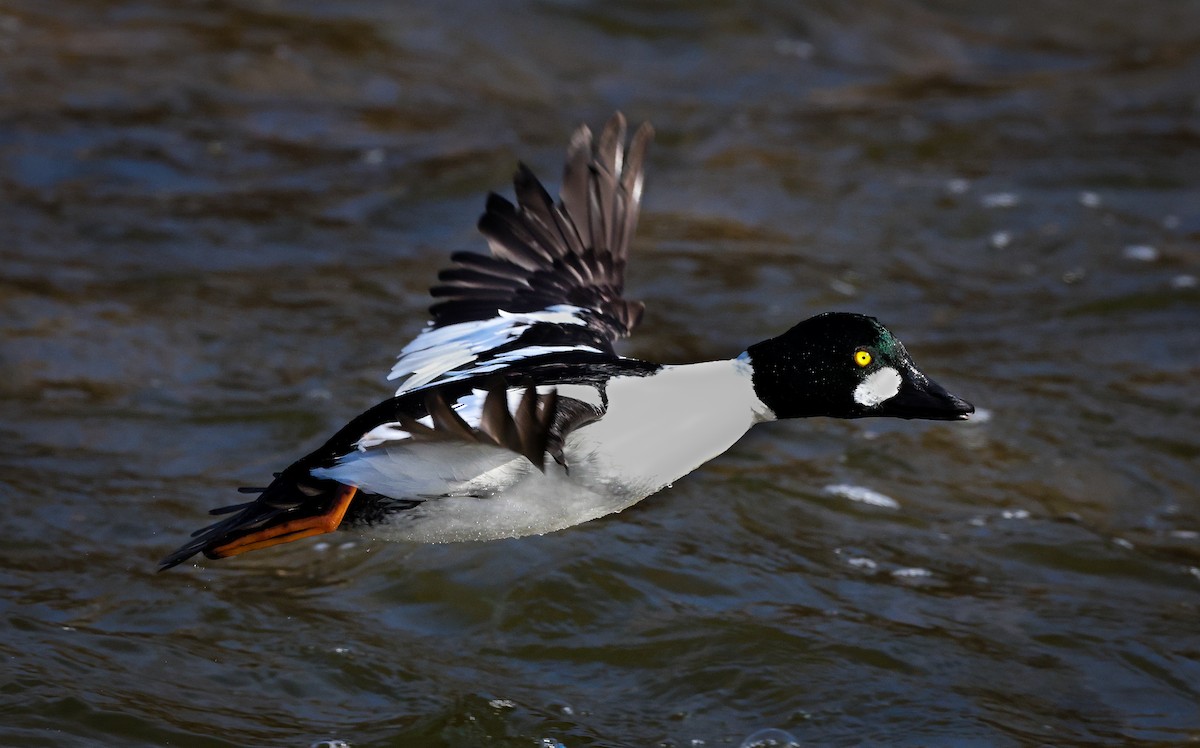 Murgilari urrebegia - ML647838684