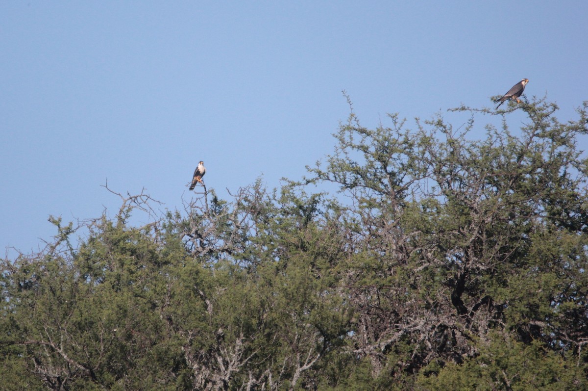 Belatz galtzaduna - ML647838685