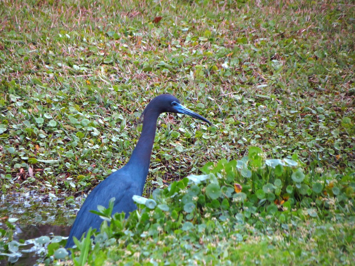 Koartzatxo urdina - ML647838686