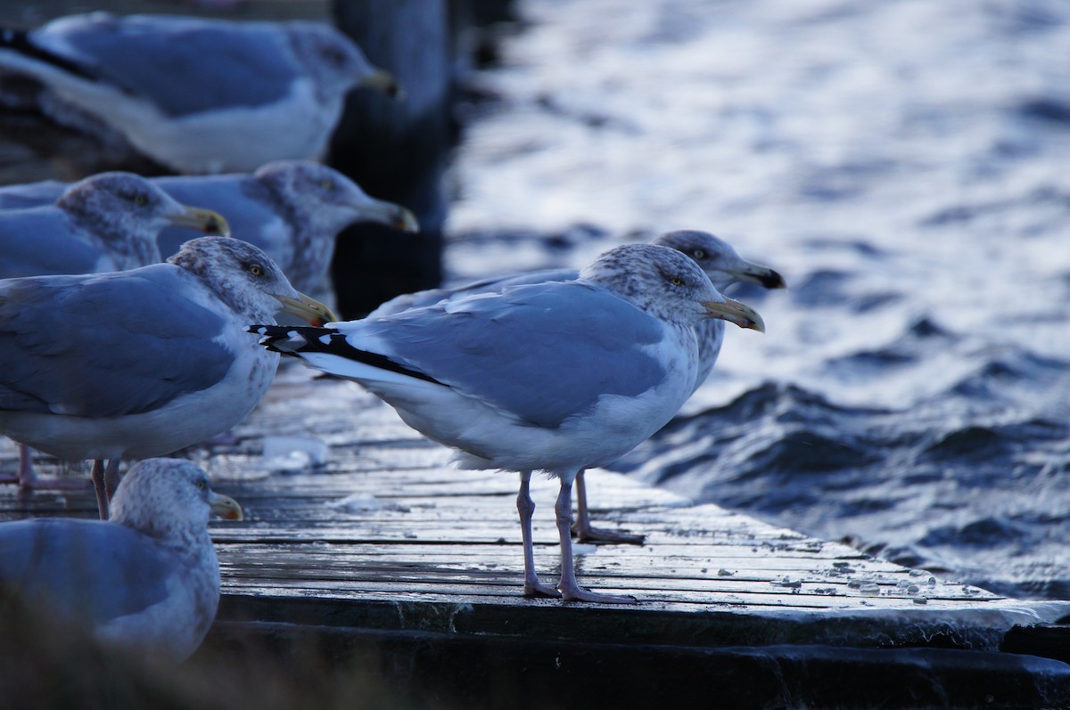 Kaio hauskara amerikarra - ML647838687