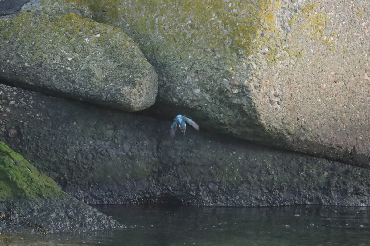 Martin arrantzalea - ML647838690