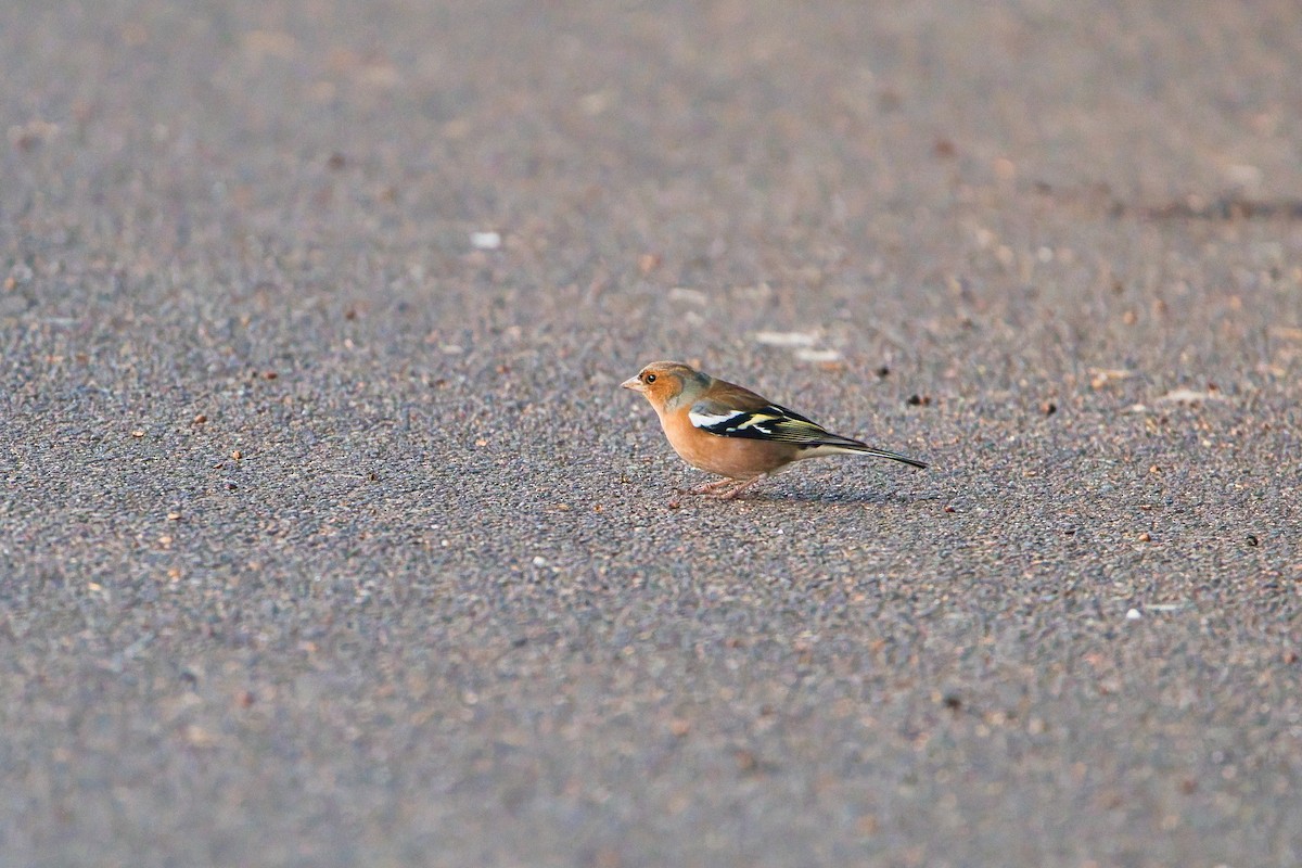 Txonta arrunta - ML647838691