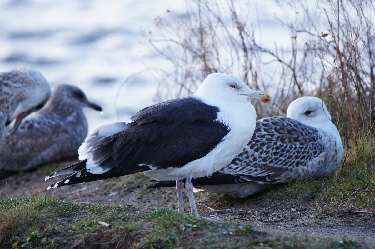 Kaio beltza - ML647838692