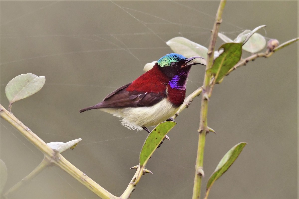 Crimson-backed Sunbird - ML647838694