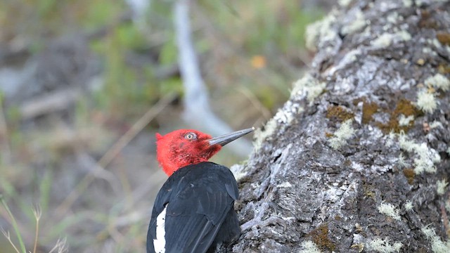 Магелланов дятел - ML647838698