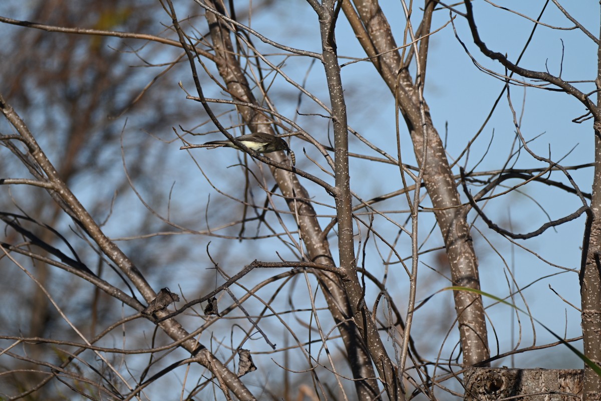 ツキヒメハエトリ - ML647838708