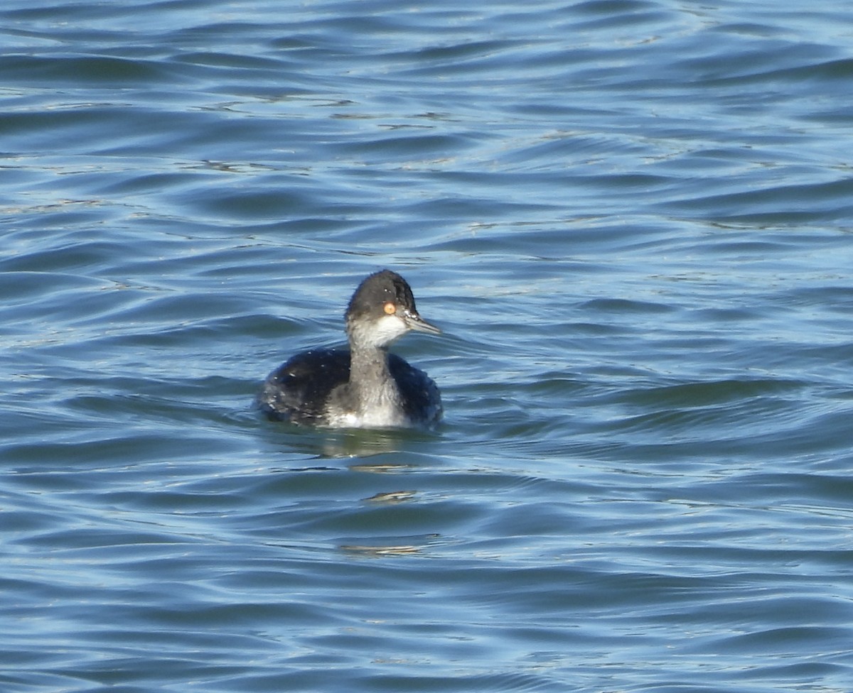 Grèbe à cou noir - ML647838712