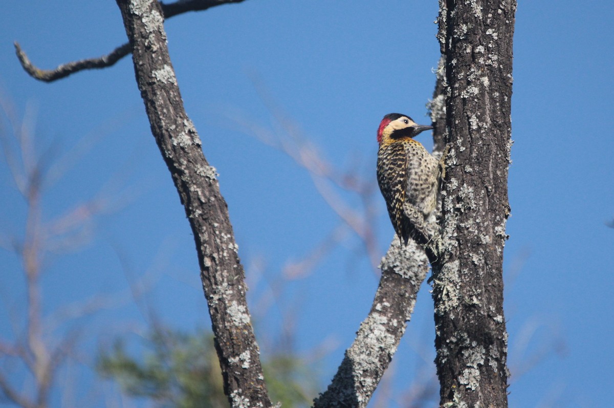 Carpintero Real - ML647838723