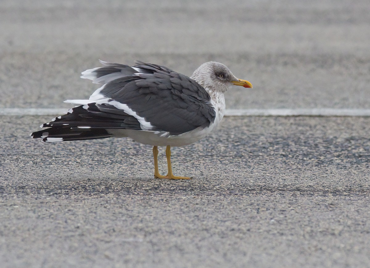 Lesser Black-backed Gull - ML647838726