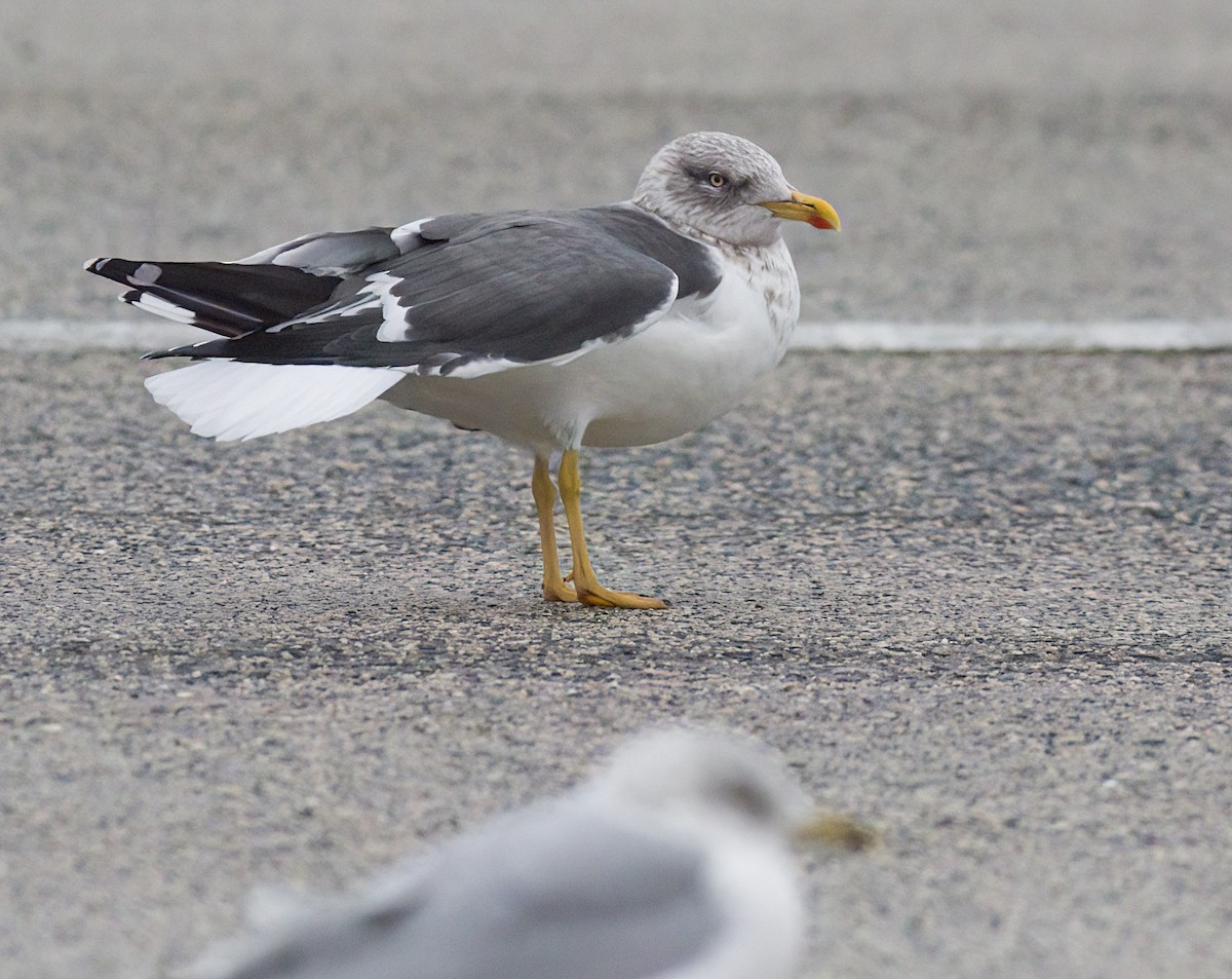 Lesser Black-backed Gull - ML647838732