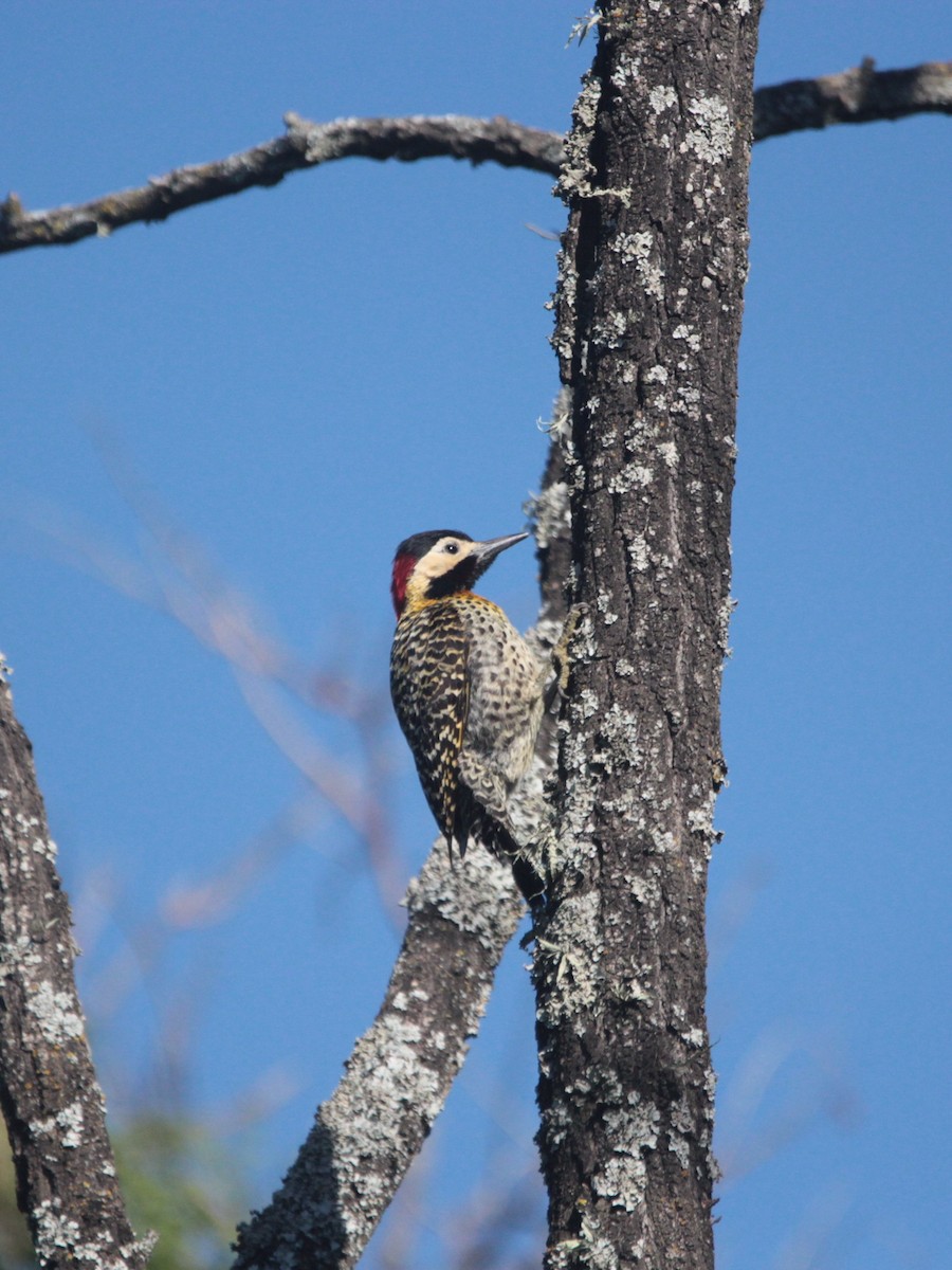 Carpintero Real - ML647838735