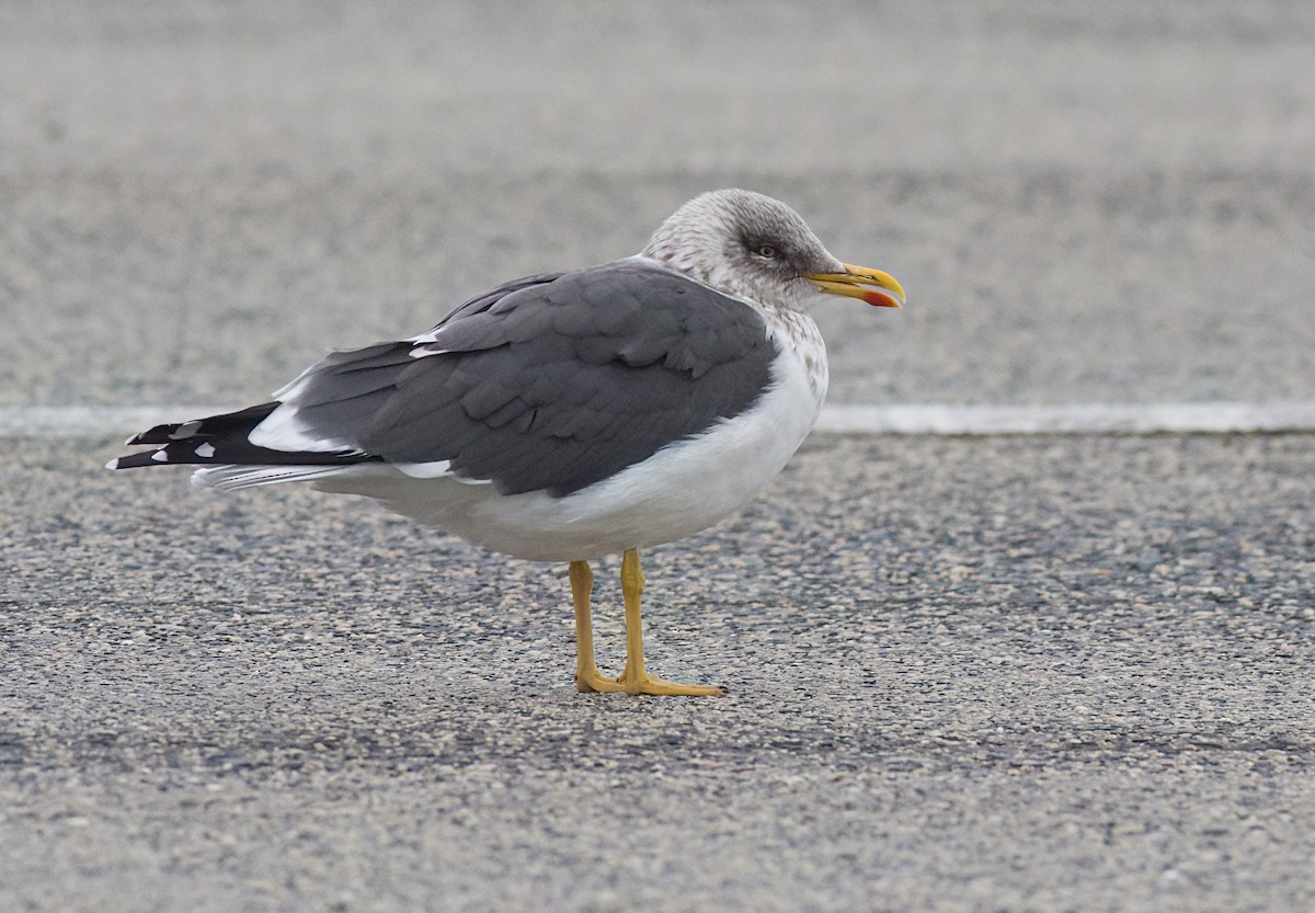 Lesser Black-backed Gull - ML647838736