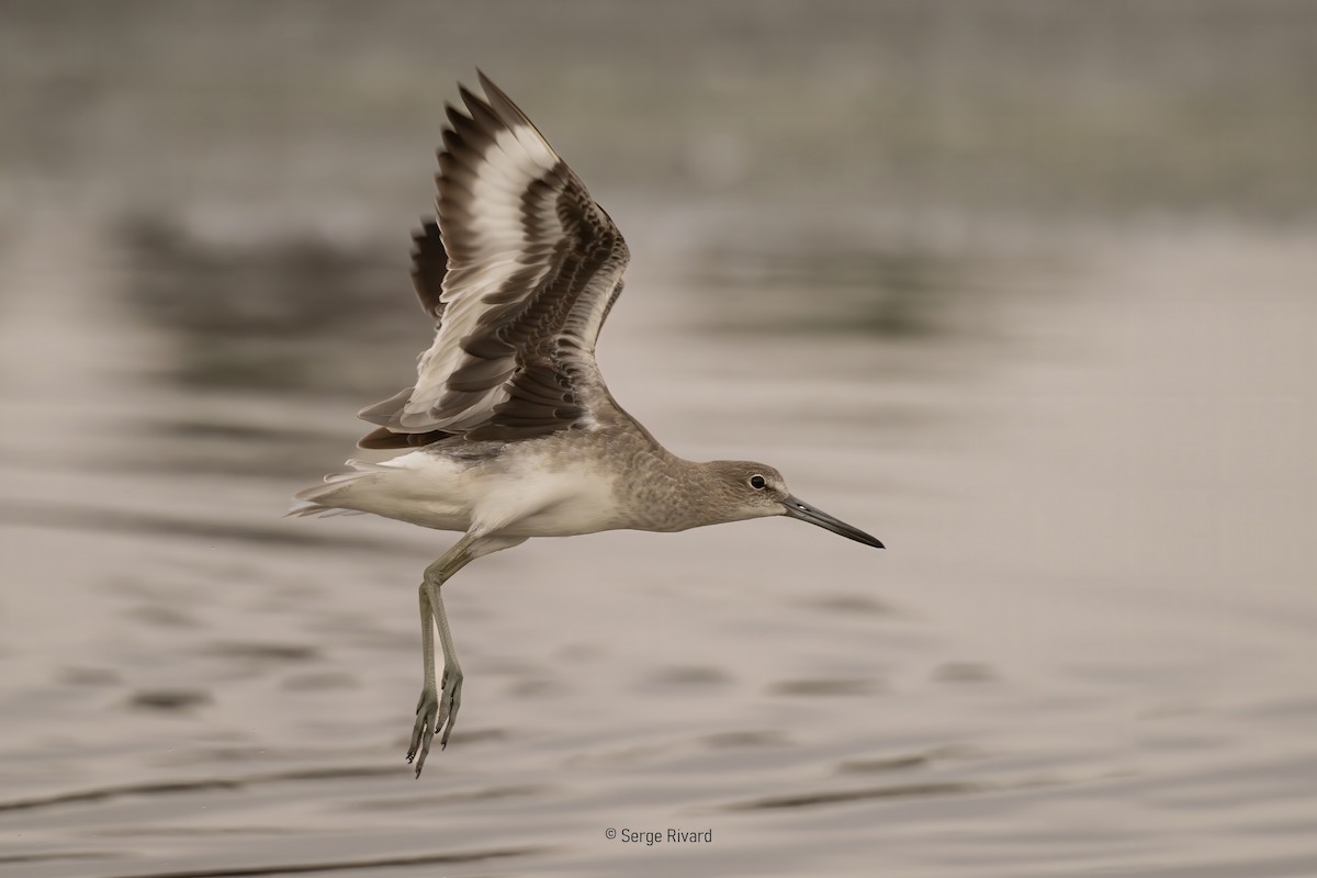 ハジロオオシギ - ML647838759