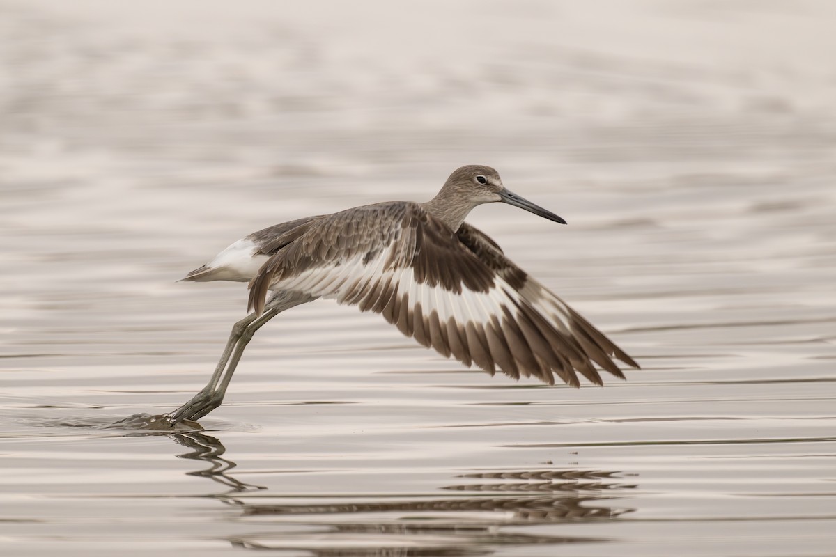 ハジロオオシギ - ML647838760