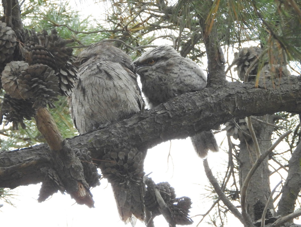 オーストラリアガマグチヨタカ - ML647838769