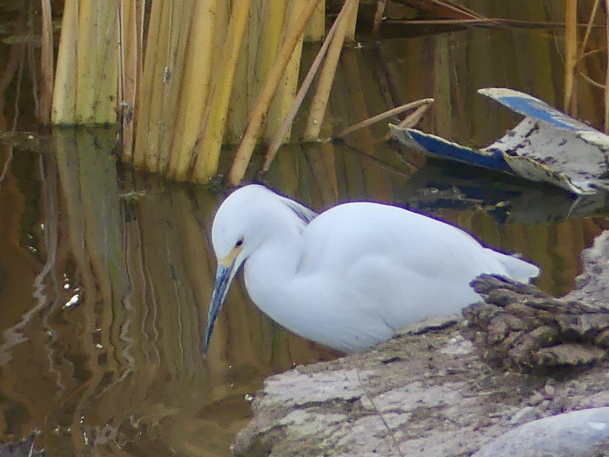 ユキコサギ - ML647838771