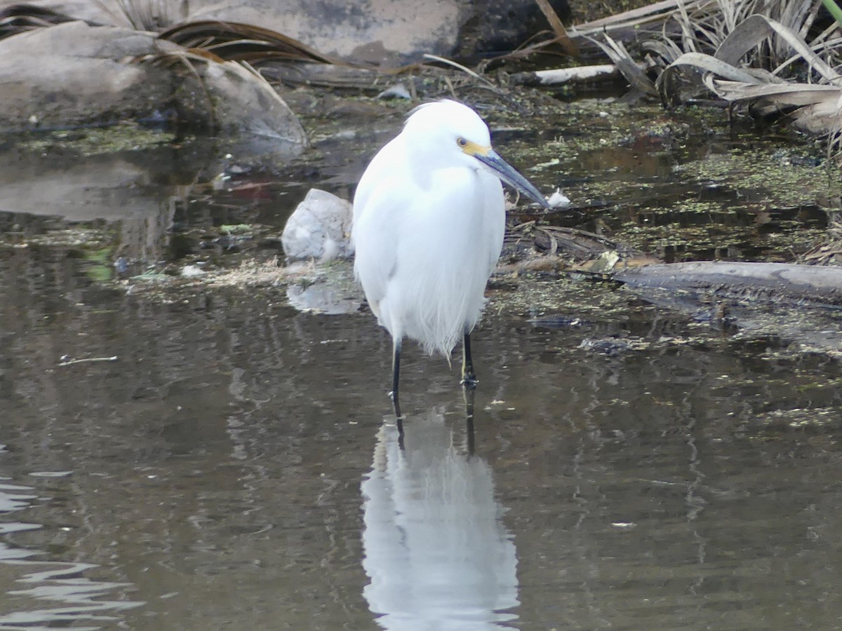 ユキコサギ - ML647838772