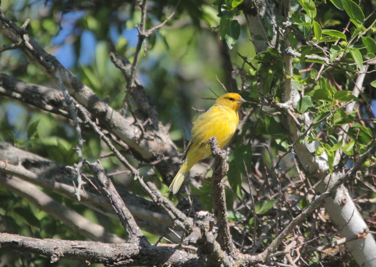 キンノジコ - ML647838773