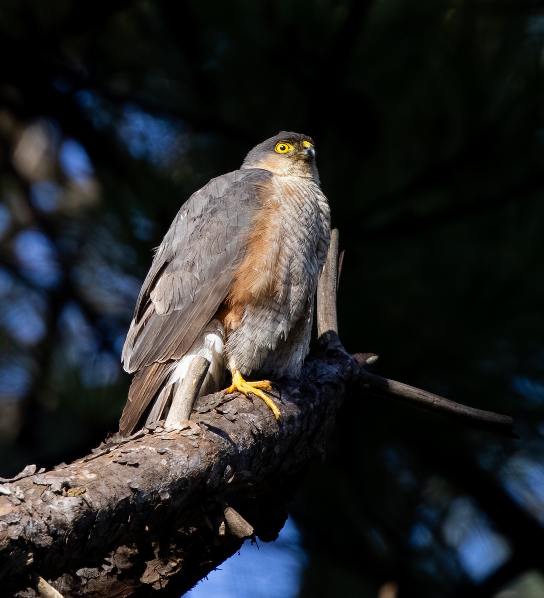 アシボソハイタカ - ML647838774