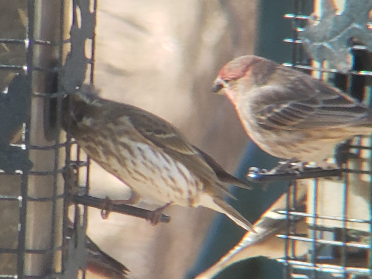 メキシコマシコ - ML647838776