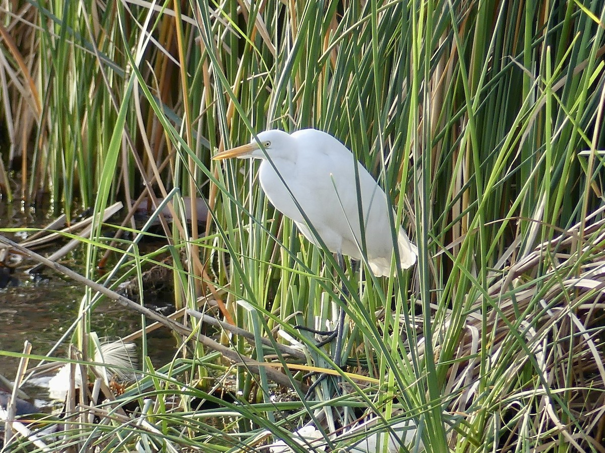 ダイサギ - ML647838777