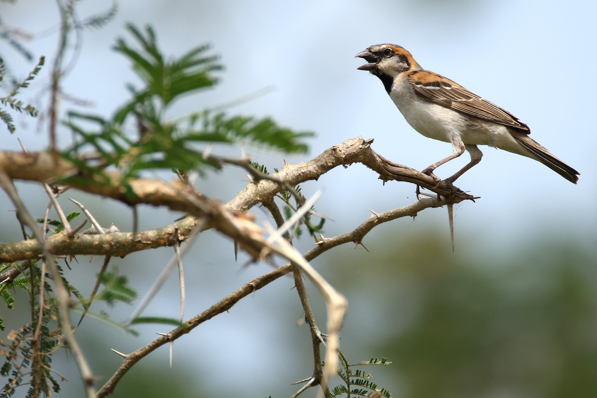 シロナイルスズメ - ML647838778