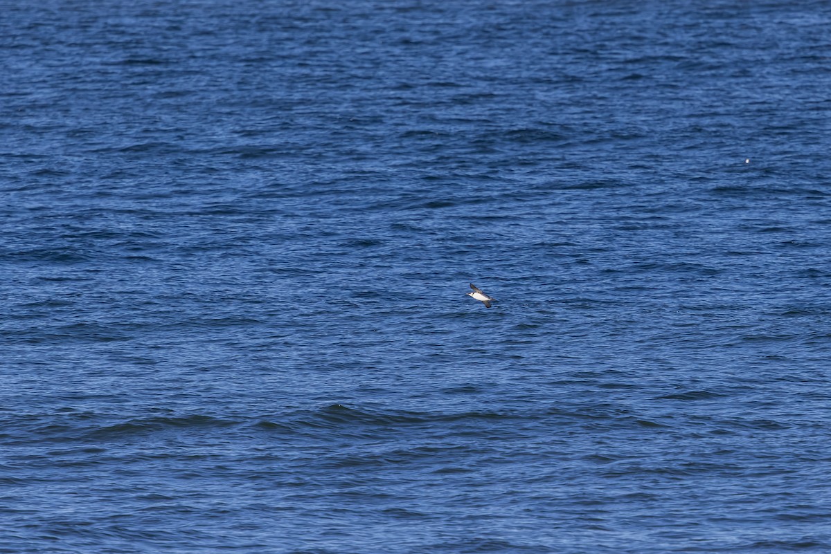 ウミガラス - ML647838780